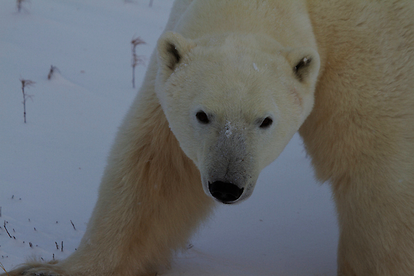 포토 JPG 해외이미지 동물 야생동물 바다 캐나다 곰 포유류 자연 종류 사람없음 야외 맑음 냉동 추위 흰색 인쇄 큼 발자국 북극 트랙 육식동물 북쪽 육식 멸종 솜털 선로 화창 해외202309 해외포토 컬러 북아메리카 자국 날씨 크기 극지방 방향 생태계 파일형식