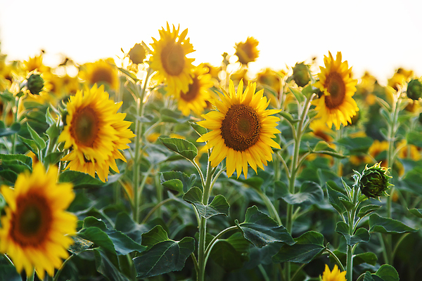 포토 JPG 해외이미지 식물 배너 계절 꽃잎 꽃 백그라운드 잎 꽃무늬 밭 농업 오렌지 자연 하늘 해바라기 씨앗 사람없음 야외 초록색 파란색 농작물 컬러풀 햇빛 태양 뷰티 농장 노란색 맑음 활발 성장 벚꽃 광선 시골 원형 개화 유기농 꽃가루 내추럴 밭일 카피스페이스 해외202309 해외포토 자연요소 도형 웰빙 산업 컬러 컨셉 무늬 과일 날씨 공백 가루 생태계 파일형식
