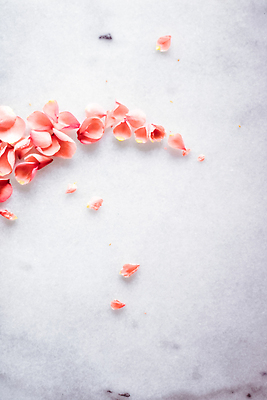 포토 JPG 해외이미지 꽃잎 백그라운드 곡선 사람없음 장미 카피스페이스 코랄 해외202309 해외포토 꽃 선 컬러 공백 파일형식