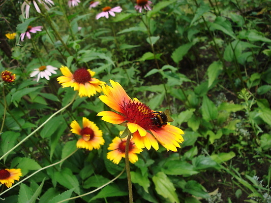 포토 JPG 해외이미지 식물 동물 계절 꽃잎 꽃 야생동물 곤충 백그라운드 꽃무늬 날개 오렌지 자연 안테나 사람없음 야외 빨간색 여름 뷰티 노란색 정원 봄 줄무늬 활발 펼침 벚꽃 개화 닫기 꿀벌 작음 수분 벌 묘사 데이지 꽃가루 꿀 내추럴 고립 양봉 호박벌 해외202309 해외포토 컬러 컨셉 무늬 과일 통신 모션 벌_곤충 크기 가루 생태계 파일형식