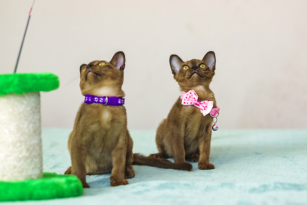 포토 JPG 해외이미지 동물 라이프스타일 행복 음식 가구 장난 포유류 놀이 아파트 주택 털 실내 사람없음 반려동물 소파 장난감 뷰티 갈색 점프 줄무늬 활발 방 회색 잡기 도시 점 쥐 공격 콧수염 깃털 준비 사냥 솜털 양모 버미즈 해외202309 해외포토 감정 컬러 생활용품 컨셉 무늬 의자 모션 수염 내부 건물 생활 고양이 직물 설치류 파일형식