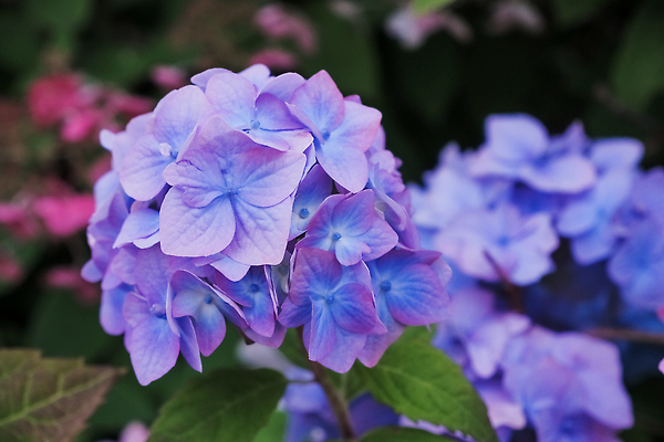 포토 JPG 해외이미지 식물 디자인 계절 공원 꽃잎 꽃 분홍색 컬러 꽃다발 백그라운드 잎 꽃무늬 자연 사람없음 야외 장식 초록색 파란색 빛 컬러풀 뷰티 머리 환경 정원 보라색 봄 벚꽃 흰색 신선 개화 닫기 제비꽃 관목 원예 수국 내추럴 생태학 해외202309 해외포토 나무 공공시설 교육 무늬 모션 취미 신체부위 생태계 파일형식