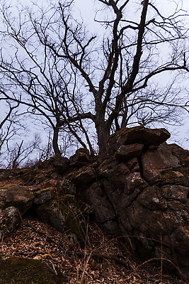 포토 JPG 해외이미지 나무 식물 공원 여행 자연 하늘 산 사람없음 야외 초록색 사막 죽음 숲 암초 그랜드캐니언 해외202309 해외포토 공공시설 컬러 미국 생태계 파일형식