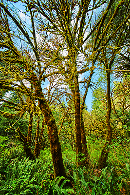 포토 JPG 해외이미지 나무 식물 계절 공원 잎 자연 하늘 국립공원 이끼 풍경 사람없음 야외 목재 초록색 여름 태양 갈색 환경 맑음 가을 나뭇가지 숲 캘리포니아 장면 나무껍질 내추럴 해외202309 해외포토 자연요소 공공시설 컬러 재료 날씨 미국 껍질 생태계 파일형식