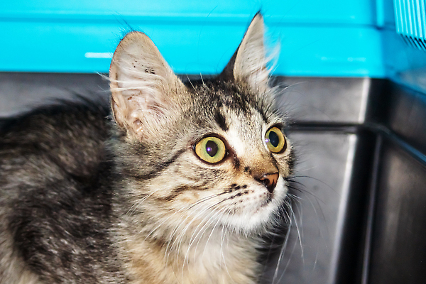 포토 JPG 해외이미지 동물 응시 얼굴 어린이 백그라운드 장난 포유류 가족 자연 휴식 주택 털 실내 사랑 사람없음 반려동물 뷰티 고양이 기쁨 회색 아기 신생아 달콤 작음 배고픔 부드러움 기르기 해외202309 해외포토 시선 감정 컬러 컨셉 관계 사람 내부 건물 신체부위 감각 맛 크기 생태계 돌봄 파일형식