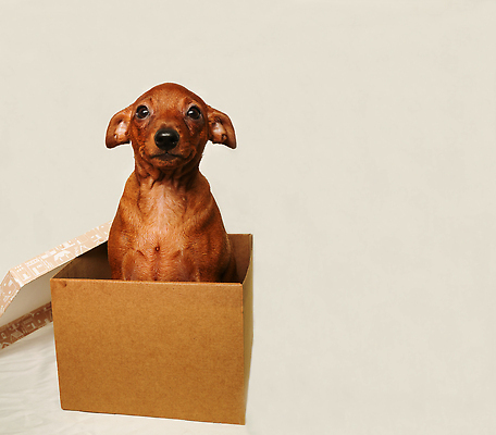 포토 JPG 해외이미지 동물 한마리 응시 얼굴 새끼 포즈 털 표정 선물 사람없음 옆모습 반려동물 상자 갈색 머리 귀여움 흰색 관찰 닫기 개 강아지 매끈함 작음 만족 주둥이 판지 미니 유래 혼자 순혈 해외202309 해외포토 1 시선 감정 뷰포인트 컬러 컨셉 포유류 모션 신체부위 감각 크기 파일형식