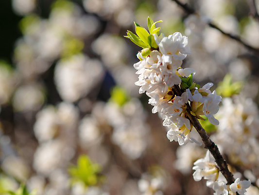포토 JPG 해외이미지 식물 꽃잎 꽃 야생동물 컬러 백그라운드 자연 사람없음 야외 초록색 뷰티 봄 벚꽃 흰색 나뭇가지 독약 개화 숲 관목 속도 올리브 향기 내추럴 2월 월계수 해외202309 해외포토 나무 동물 계절 열매 날짜 생태계 냄새 파일형식