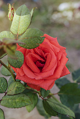 포토 JPG 해외이미지 식물 공원 꽃잎 꽃 줄기 컬러 백그라운드 잎 꽃무늬 자연 아침 풍경 사람없음 야외 빨간색 초록색 여름 컬러풀 뷰티 장미 머리 정원 봄 성장 벚꽃 시골 신선 개화 다발 허브 향수 원예 아로마 내추럴 해외202309 해외포토 주간 계절 공공시설 무늬 취미 신체부위 화장품 생태계 파일형식