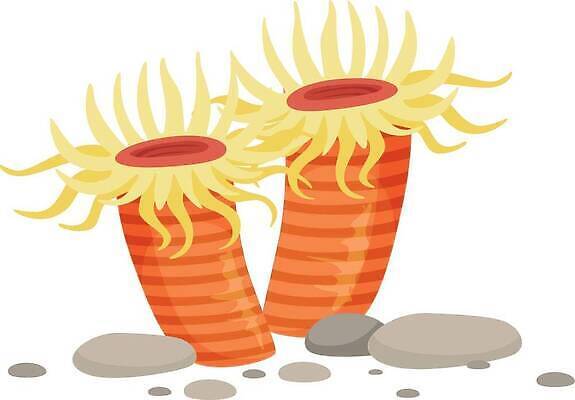 EPS 해외이미지 식물 동물 디자인 꽃 야생동물 바다 컬러 백그라운드 일러스트 자연 미술 그래픽 장식 빨간색 물 강 컬러풀 수중 흰색 산호 작음 만화 아래 싱글 암초 수족관 타입 고립 동물상 소금물 아네모네 엘리먼트 이국적 벡터 해외202309 해외일러스트 자연요소 문화예술 조형물 자포동물 크기 방향 생태계 위치 파일형식