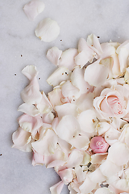 포토 JPG 해외이미지 꽃잎 백그라운드 자연 사람없음 장미 해외202309 해외포토 꽃 생태계 파일형식