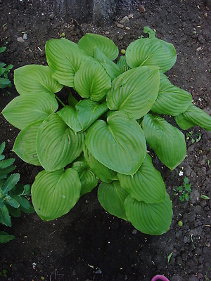 포토 JPG 해외이미지 식물 디자인 계절 공원 꽃 잎 꽃무늬 자연 나선형 사람없음 야외 장식 초록색 여름 뷰티 환경 정원 일본 봄 성장 신선 닫기 숲 묘사 원예 조경 내추럴 영원 그리너리 해외202309 해외포토 공공시설 아시아 컬러 무늬 모션 취미 생태계 파일형식 트랜드컬러