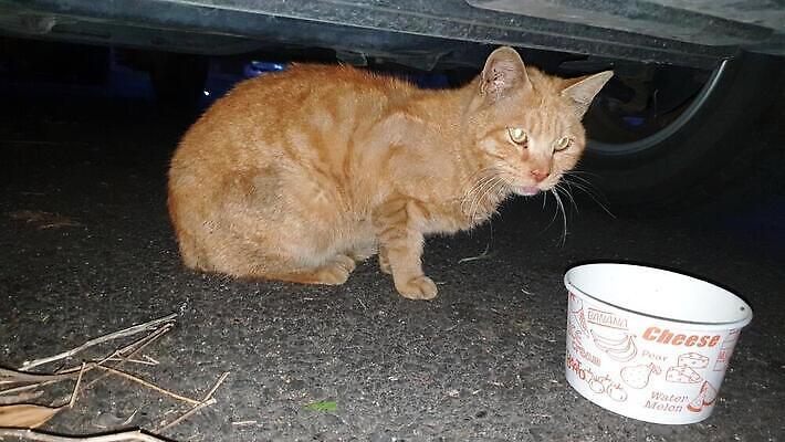 포토 JPG 해외이미지 척추동물 포유류 수염 사람없음 고양이 육식동물 해외202309 해외포토 동물 반려동물 파일형식