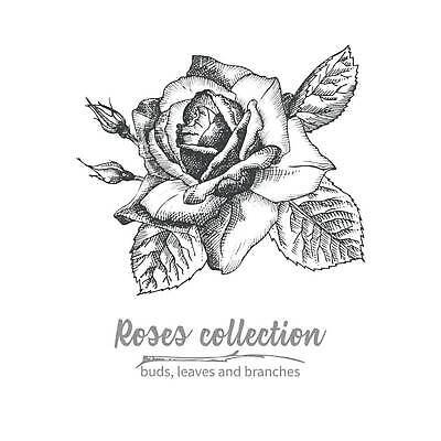 EPS 해외이미지 식물 손 꽃 실루엣 선 꽃다발 결혼 백그라운드 꽃무늬 패턴 일러스트 휴가 잉크 프레임 흑백 그래픽 장식 여름 뷰티 연필 장미 유행 정원 검은색 화환 수확 흰색 인사 신용카드 인쇄 스케치 다발 문신 싱글 그림 복고 엽서 윤곽 초대 판화 고립 빅토리아 벡터 국경 해외202309 해외일러스트 계절 컬러 무늬 농업 학용품 촬영기법 미술 이벤트 신체부위 금융 필기구 예절 편지 파일형식