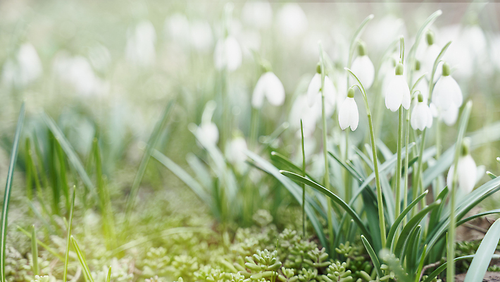 포토 JPG 해외이미지 식물 배너 계절 꽃 야생동물 백그라운드 꽃무늬 밭 자연 새로움 사람없음 옆모습 초록색 햇빛 뷰티 새싹 정원 봄 성장 벚꽃 흰색 숲 예측 발사 심볼 사인 속도 보케 화단 부드러움 파스텔톤 필터 헌병 카피스페이스 해외202309 해외포토 동물 뷰포인트 컬러 컨셉 무늬 농업 태양 공백 군인 감각 생태계 파일형식