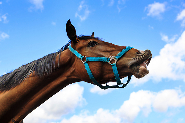 포토 JPG 해외이미지 동물 구름 1 얼굴 백그라운드 포유류 자연 하늘 털 사람없음 야외 여름 파란색 반려동물 농장 머리 봄 시골 만 승마 닫기 속눈썹 묘사 기르기 총구 해외202309 해외포토 자연요소 계절 스포츠 컬러 농업 모션 신체부위 눈썹 생태계 돌봄 파일형식