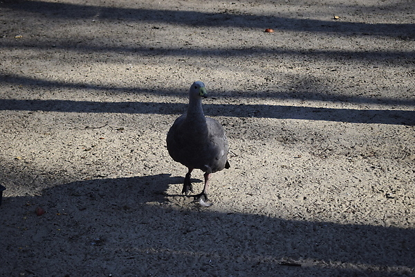 포토 JPG 해외이미지 동물 얼굴 모래 백그라운드 자연 조류 오리 종류 서기 사람없음 옆모습 여름 파란색 반려동물 모래사장 뷰티 농장 갈색 검은색 산책 회색 흰색 시골 만 닫기 고독 사자 큼 깃털 묘사 부리 물새 남쪽 내추럴 기르기 동물상 옛날 생존 해외202309 해외포토 계절 감정 바다 뷰포인트 컬러 농업 포유류 모션 휴식 신체부위 조형물 크기 방향 생태계 돌봄 파일형식