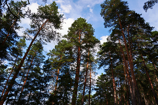 포토 JPG 해외이미지 나무 계절 공원 여행 자연 하늘 날씨 휴식 사람없음 야외 목재 파란색 뷰티 환경 소나무 숲 큼 생태계 상록수 거인 생태학 해외202309 해외포토 식물 공공시설 교육 컬러 컨셉 재료 크기 파일형식