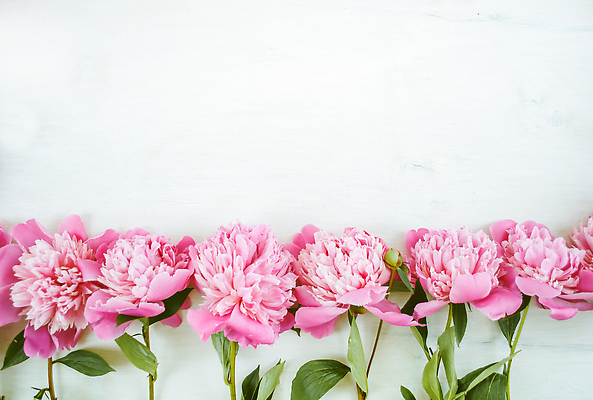 포토 JPG 해외이미지 식물 디자인 꽃잎 꽃 분홍색 컬러 꽃다발 결혼 백그라운드 잎 꽃무늬 패턴 자연 선물 사랑 사람없음 목재 장식 초록색 뷰티 장미 우주 정원 보라색 봄 낭만 수확 벚꽃 흰색 신선 신용카드 개화 다발 양동이 질감 통조림 작약 파스텔톤 해외202309 해외포토 나무 계절 감정 컨셉 무늬 농업 재료 이벤트 금융 생태계 파일형식