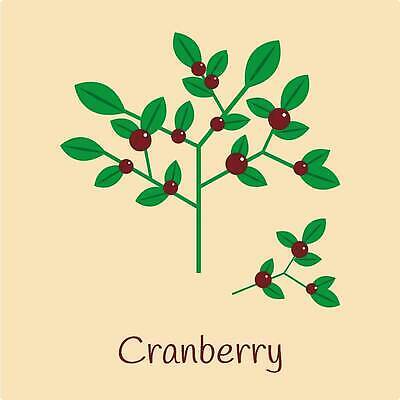 EPS 해외이미지 식물 디자인 계절 열매 음식 잎 농업 일러스트 자연 건강 빨간색 초록색 여름 세트 컬러풀 정원 신선 달콤 숲 수집 관목 심볼 오브젝트 유기농 내추럴 건포도 고립 숙성 엘리먼트 크랜베리 벡터 해외202309 해외일러스트 나무 웰빙 산업 컬러 포도 맛 생태계 건과일 파일형식