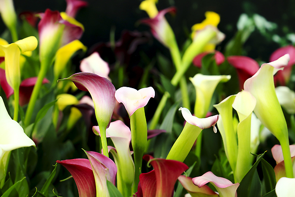 포토 JPG 해외이미지 식물 계절 꽃잎 꽃 선 분홍색 백그라운드 잎 전구 자연 선물 사람없음 야외 장식 초록색 뷰티 장미 머리 정원 보라색 검은색 봄 낭만 성장 벚꽃 신선 개화 우아함 배열 원예 냄새 뿌리 꽃가루 내추럴 영원 이국적 칼라꽃 해외202309 해외포토 컬러 컨셉 취미 신체부위 가루 생태계 파일형식