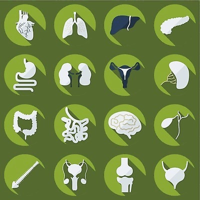EPS 해외이미지 디자인 신체 일러스트 비즈니스 해부 모바일 아이디어 건강 그림자 미술 사람 내부 세트 약 웹 작업 오르간 신장 플랫 어플리케이션 작음 큼 심볼 생물학 간 배지 자궁 방광 췌장 마케팅 소셜 프로그래밍 벡터 해외202309 해외일러스트 교육 컨셉 인터넷 의학 문화예술 장기_의학 건반악기 비뇨기관 크기 개발 파일형식