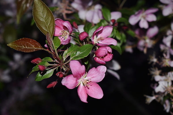 포토 JPG 해외이미지 나무 식물 디자인 계절 공원 꽃잎 꽃 분홍색 백그라운드 자연 하늘 풍경 사람없음 야외 여름 파란색 컬러풀 햇빛 뷰티 정원 봄 벚꽃 흰색 나뭇가지 신선 개화 체리 그림 내추럴 살구 프로젝트 해외202309 해외포토 공공시설 컬러 과일 태양 생태계 파일형식