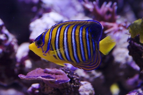 포토 JPG 해외이미지 사람없음 파란색 컬러풀 노란색 수중 줄무늬 해외202309 해외포토 컬러 무늬 파일형식