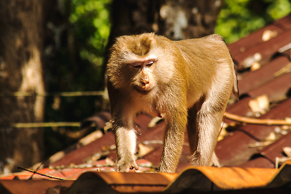 포토 JPG 해외이미지 동물 응시 남자 딸 아시아 얼굴 야생동물 어린이 포유류 가족 자연 엄마 생물 털 동물원 국립공원 사랑 사람 앉기 사람없음 세로 초록색 갈색 머리 귀여움 원숭이 표현 아기 숲 모피 싱글 유인원 동쪽 돌봄 생존 해외202309 해외포토 시선 공원 감정 나라 컬러 컨셉 관계 모션 신체부위 방향 생태계 파일형식