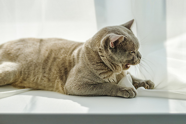 포토 JPG 해외이미지 엎드리기 사람없음 귀여움 고양이 회색 커튼 해외202309 해외포토 컬러 컨셉 포유류 모션 반려동물 파일형식