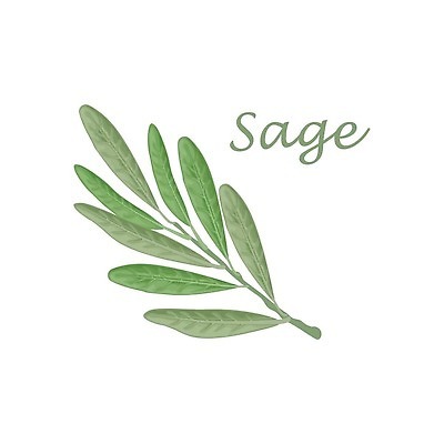 EPS 해외이미지 식물 손 디자인 배너 선 음식 컬러 백그라운드 잎 채소 일러스트 재료 자연 건강 요리 장식 초록색 여름 주방 정원 봄 수확 흰색 나뭇가지 신선 마사지 수집 허브 향신료 그림 유기농 향 내추럴 고립 세이지 엘리먼트 채식주의자 벡터 해외202309 해외일러스트 나무 웰빙 계절 농업 신체부위 생태계 채식 향미료 파일형식