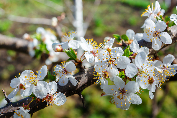 포토 JPG 해외이미지 나무 식물 계절 꽃잎 꽃 백그라운드 잎 꽃무늬 봄꽃 자연 사람없음 야외 컬러풀 뷰티 정원 맑음 봄 활발 젖음 흐름 벚꽃 흰색 물방울 나뭇가지 신선 개화 체리 떨어짐 과수원 빗방울 유기농 원예 자두 카피스페이스 해외202309 해외포토 웰빙 컬러 컨셉 무늬 농업 과일 날씨 취미 공백 비_날씨 생태계 파일형식