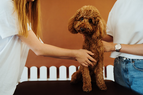 포토 JPG 해외이미지 동물 실내 사람 두명 반려동물 개 푸들 기르기 순혈 해외202309 해외포토 포유류 내부 돌봄 파일형식