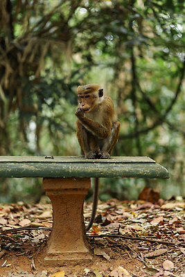 포토 JPG 해외이미지 나무 동물 공원 아시아 얼굴 야생동물 여행 백그라운드 포유류 가족 태국 자연 털 동물원 앉기 동양인 사람없음 야외 초록색 반려동물 갈색 노란색 나뭇가지 원숭이 표현 아기 닫기 숲 작음 열대우림 사파리 꼬리 발리 유인원 내추럴 동물상 생태학 이국적 전국 해외202309 해외포토 식물 공공시설 교육 나라 컬러 섬 관계 모션 사람 인종 신체부위 조형물 크기 생태계 인도네시아 파일형식