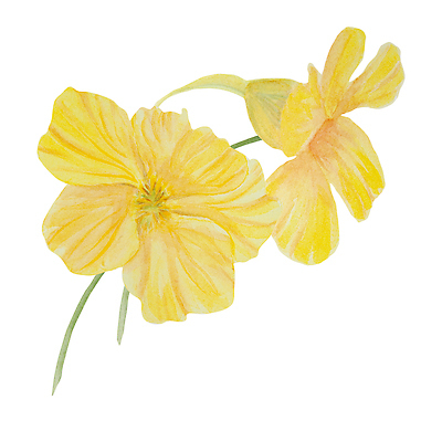 포토 JPG 해외이미지 클립아트 식물 꽃잎 꽃 꽃다발 결혼 꽃무늬 오렌지 일러스트 자연 발렌타인데이 선물 사람없음 그래픽 장식 컬러풀 정원 페인트 낭만 수확 벚꽃 인사 신용카드 클래식 우아함 인쇄 스케치 자르기 수집 향수 싱글 그림 향기 엽서 초대 손그림 아로마테라피 밭일 식용 엘리먼트 현실 비건 해외202309 해외일러스트 컬러 컨셉 무늬 농업 과일 모션 데이이벤트 미술 이벤트 금융 화장품 예절 편지 생태계 냄새 테라피 채식주의자 파일형식