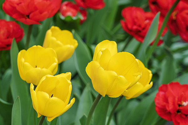 포토 JPG 해외이미지 식물 계절 꽃 컬러 꽃다발 백그라운드 컨셉 꽃무늬 밭 자연 창조 사람없음 야외 빨간색 초록색 여름 컬러풀 햇빛 뷰티 노란색 정원 경쟁 봄 튤립 벚꽃 신선 그룹 선택 군중 방향 묘사 개성 내추럴 고립 혼자 해외202309 해외포토 무늬 농업 사람 태양 생태계 파일형식