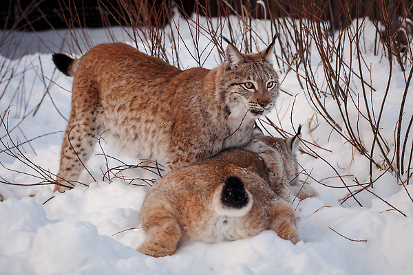 포토 JPG 해외이미지 야생동물 엎드리기 두마리 겨울 포유류 서기 사람없음 설원 나뭇가지 눈 경계 스라소니 눈덮임 해외202309 해외포토 자연요소 나무 동물 계절 컨셉 2 모션 날씨 눈_날씨 파일형식