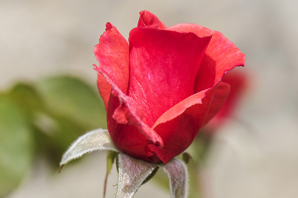 포토 JPG 해외이미지 식물 1 계절 꽃잎 꽃 결혼 컨셉 잎 꽃무늬 자연 발렌타인데이 선물 사랑 사람없음 장식 빨간색 컬러풀 뷰티 장미 정원 봄 낭만 벚꽃 축하 신선 심볼 싱글 아로마 열정 내추럴 해외202309 해외포토 감정 컬러 무늬 데이이벤트 이벤트 생태계 파일형식