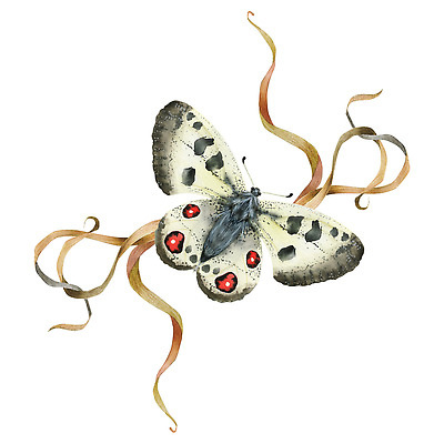 포토 JPG 해외이미지 식물 동물 템플릿 배너 야생동물 꽃다발 곤충 꽃무늬 밭 일러스트 자연 미술 사람없음 장식 뷰티 낭만 수확 죽음 숲 수집 허브 심볼 그림 에코 나방 비네팅 고딕 삼림지대 이국적 호박벌 현실 해외202309 해외일러스트 꽃 컨셉 무늬 농업 문화예술 촬영기법 환경 벌_곤충 생태계 파일형식