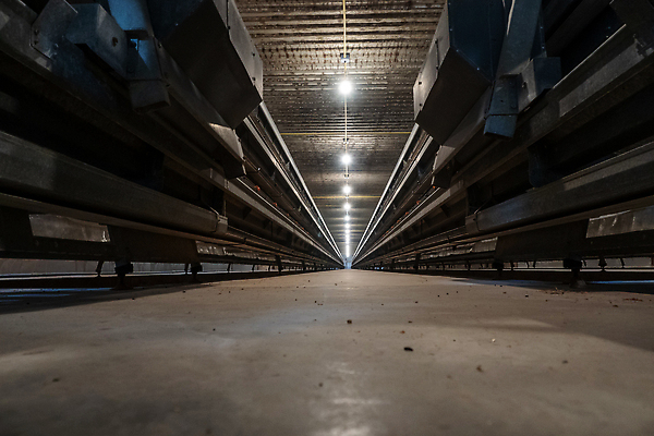 포토 JPG 해외이미지 산업 농업 비즈니스 공장 주택 실내 병아리 사람없음 농장 쌓기 계란 치킨 가축 그룹 둥지 제조 먹이 감옥 새장 밭일 암탉 비어있는 해외202309 해외포토 동물 공업 모션 조류 내부 건물 알 닭 암컷 닭고기요리 케이지 파일형식