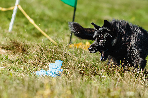 포토 JPG 해외이미지 동물 공원 행복 스포츠 포즈 밭 자연 놀이 성인 사람없음 야외 반려동물 달리기 점프 경쟁 에너지 레이싱 잡기 유혹 강의 속도 사냥 사냥개 추적 기르기 선로 승자 전력질주 챔피언 해외202309 해외포토 공공시설 감정 컨셉 농업 모션 사람 시합 개 생태계 돌봄 파일형식