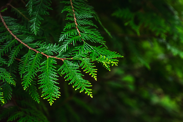 포토 JPG 해외이미지 나무 식물 계절 공원 꽃 컬러 백그라운드 잎 꽃무늬 자연 사람 사람없음 야외 장식 초록색 뷰티 노란색 정원 봄 놀이방 성장 벚꽃 업무 개화 배열 원예 식물원 조경 내추럴 벨로루시 심기 온실 해외202309 해외포토 공공시설 무늬 모션 취미 작업 생태계 파일형식