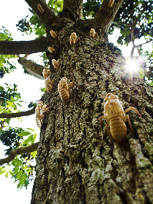 포토 JPG 해외이미지 나무 동물 야생동물 곤충 절지류 신체 유적 자연 사람없음 갈색 쌓기 껍질 해충 벌레 숲 망토 버리기 피부 생물학 나무껍질 변장 숨김 내추럴 썩음 옛날 비어있는 해외202309 해외포토 식물 전통 교육 컬러 컨셉 모션 신체부위 생태계 파일형식