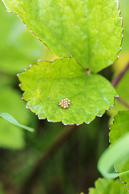 포토 JPG 해외이미지 식물 동물 나비 곤충 잎 절지류 자연 무척추동물 사람없음 여름 뷰티 계란 해충 작음 생물학 애벌레 해외202309 해외포토 계절 교육 알 벌레 크기 생태계 파일형식