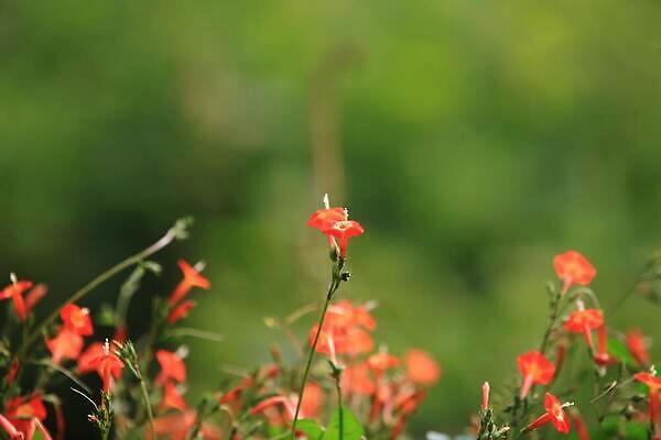 포토 JPG 해외이미지 식물 꽃잎 꽃 자연 사람없음 빨간색 파란색 보라색 봄 들꽃 라벤더 캄파눌라 해외202309 해외포토 계절 컬러 허브 생태계 파일형식