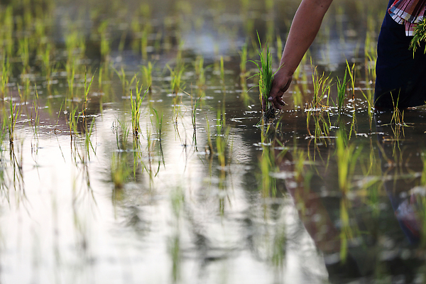 포토 JPG 해외이미지 손 한명 성인 신체부위 새싹 하반신 성장 쌀 농부 모내기 논밭 심기 성인한명만 해외포토 식물 직업 1 밭 농업 모션 곡류 논 사람 성인만 파일형식