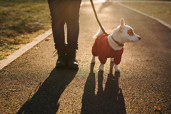 포토 JPG 해외이미지 주간 한마리 공원 반려견 야외 신체부위 반려동물 산책 산책로 하반신 강아지 목줄 잭러셀테리어 해외202309 해외포토 자연요소 동물 1 공공시설 길 휴식 사람 개 테리어 파일형식 반려용품