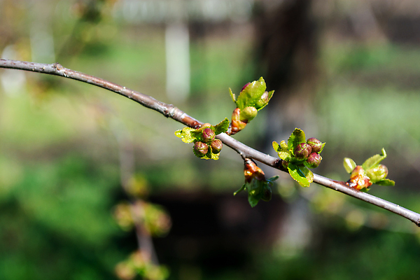 포토 JPG 해외이미지 나무 식물 계절 공원 꽃잎 꽃 컬러 백그라운드 컨셉 잎 꽃무늬 과일 자연 새로움 사람없음 야외 가로 초록색 뷰티 새싹 정원 봄 성장 벚꽃 흰색 나뭇가지 신선 개화 체리 유기농 원예 카피스페이스 해외202309 해외포토 웰빙 공공시설 무늬 취미 공백 생태계 파일형식