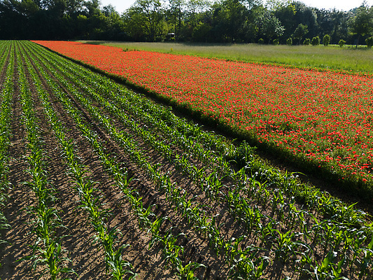 포토 JPG 해외이미지 식물 계절 꽃잎 꽃 컬러 백그라운드 잎 꽃무늬 밭 농업 모션 자연 하늘 바람 풍경 사람없음 야외 빨간색 초록색 여름 파란색 컬러풀 태양 뷰티 정원 맑음 일몰 봄 벚꽃 시골 신선 양귀비 내추럴 화창 해외202309 해외포토 자연요소 산업 무늬 날씨 노을 생태계 파일형식