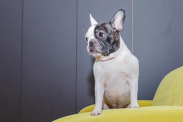 포토 JPG 해외이미지 동물 1 응시 행복 얼굴 포즈 포유류 바닥 주택 피곤 사람없음 반려동물 소파 머리 우주 귀여움 검은색 흰색 아기 점 개 달콤 강아지 작음 코 귀 불독 송곳니 프랑스어 거짓말 기르기 유래 챔피언 순혈 해외202309 해외포토 문자 시선 감정 컬러 컨셉 의자 사람 건물 신체부위 맛 치아 크기 돌봄 파일형식