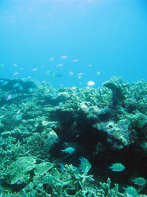 포토 JPG 해외이미지 바다 어류 사람없음 수중 호주 해외202309 해외포토 수중동물 오세아니아 파일형식